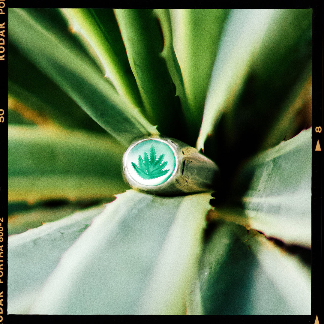 Aloe There