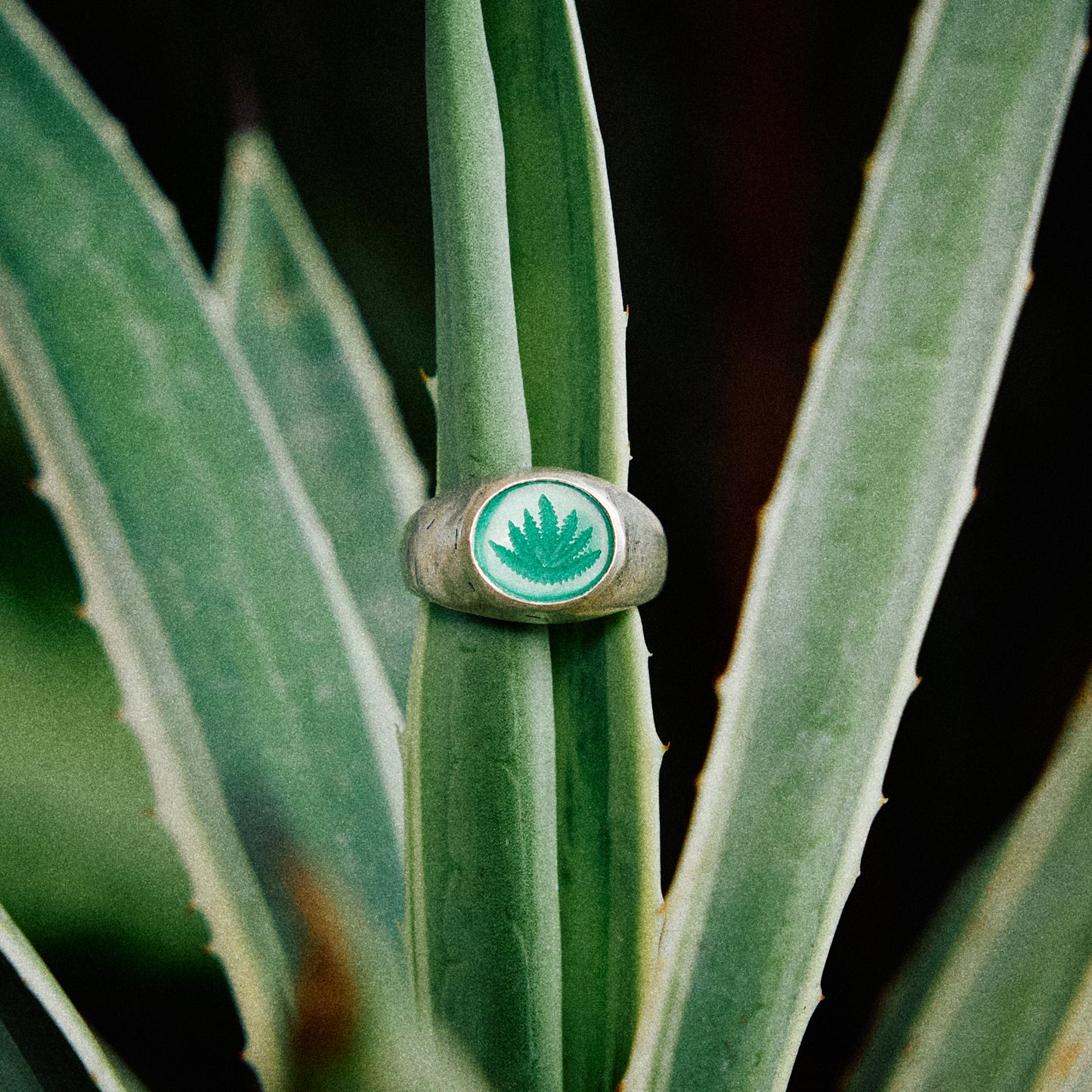 Aloe There